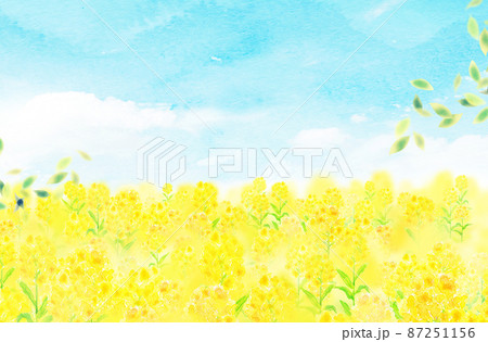 菜の花畑 背景素材 水彩イラストのイラスト素材