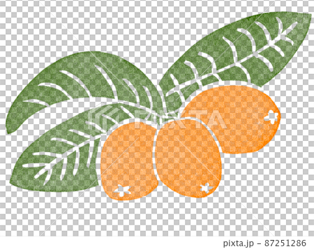 Loquat illustration stamp Loquat illustration stamp 87251286