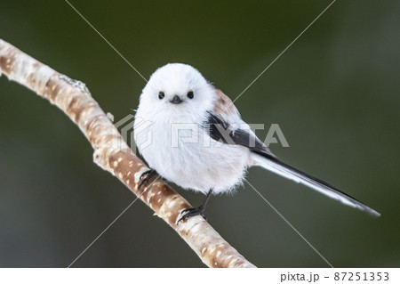 まん丸かわいいシマエナガ 87251353
