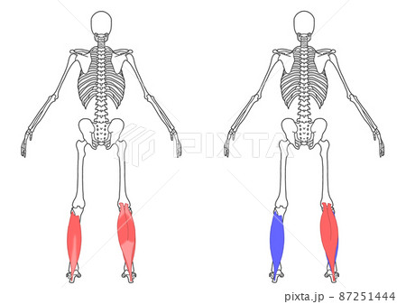 人間の全身骨格と下腿三頭筋 人間の全身骨格と下腿三頭筋 87251444