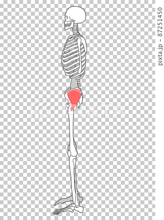 人間の全身骨格と中殿筋 87251450