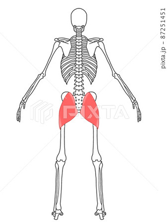 人間の全身骨格と大殿筋のイラスト素材