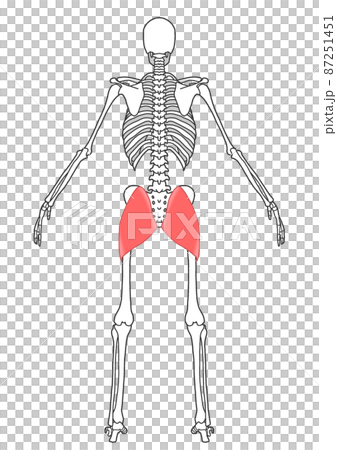 Human whole body skeleton and gluteus maximus 87251451