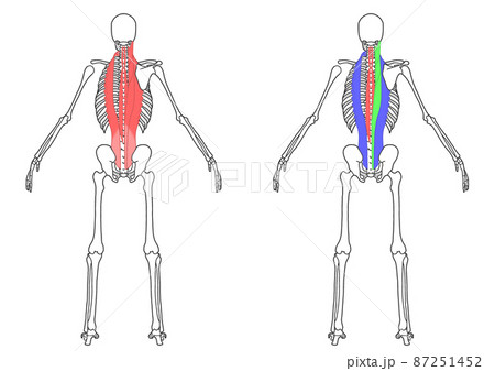 人間の全身骨格と脊柱起立筋 87251452