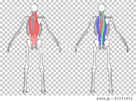 人間の全身骨格と脊柱起立筋 87251452