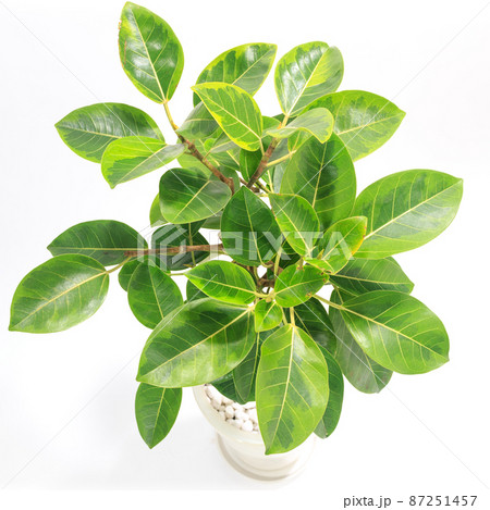 観葉植物、フィカス・ウィルデマニアーナの葉【白背景】 87251457