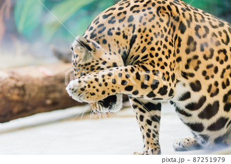 Leopard pantera padus kotiya in the rock 87251979