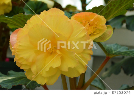 ベコニア5 87252074