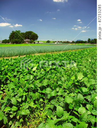 郊外の梅雨の晴れ間の枝豆畑風景 87253285