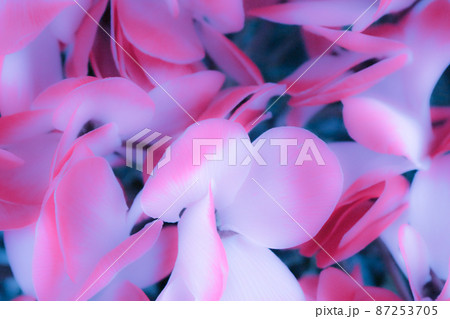 イメージ写真の花 ピンク系 イメージ写真の花 ピンク系 87253705