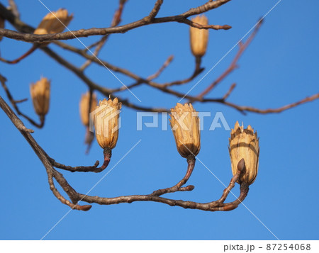 ユリノキの果実 ユリノキの果実 87254068