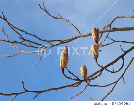 ユリノキの果実 ユリノキの果実 87254069