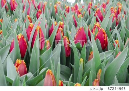 Forcing, cultivating tulips, in various ways for hydroponics and sustainable agriculture. Small farming as a business. Growing tulips in large volumes for sale in flower shops. Tulip Fabio. 87254963