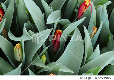 Forcing, cultivating tulips, in various ways for hydroponics and sustainable agriculture. Small farming as a business. Growing tulips in large volumes for sale in flower shops. Tulip Fabio. 87254965