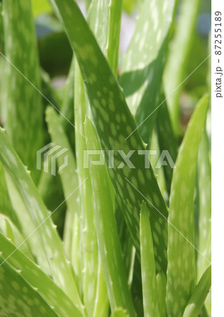 Green Aloe Vera Plant Close up in Garden Green Aloe Vera Plant Close up in Garden 87255189