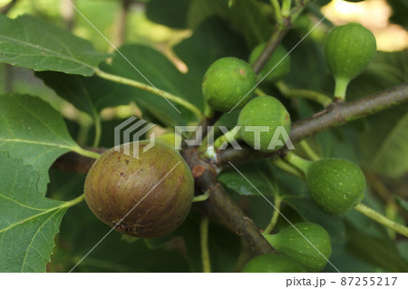 Fresh Figs Growing on Tree Ripe Fig and Green Figs 87255217