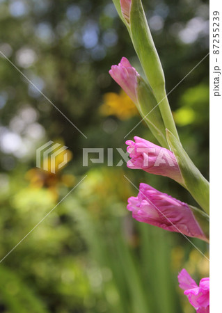 Purple Gladiolus Flower With Blurred Yellow Flowers in Backgound Purple Gladiolus Flower With Blurred Yellow Flowers in Backgound 87255239