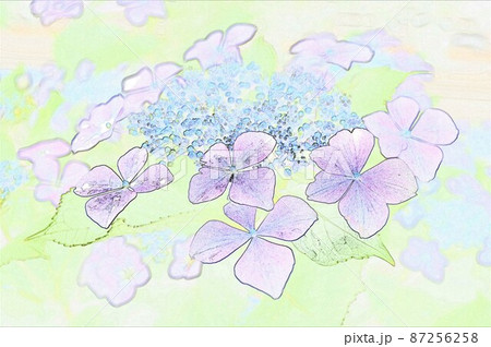 CG画像ガクアジサイ10 87256258