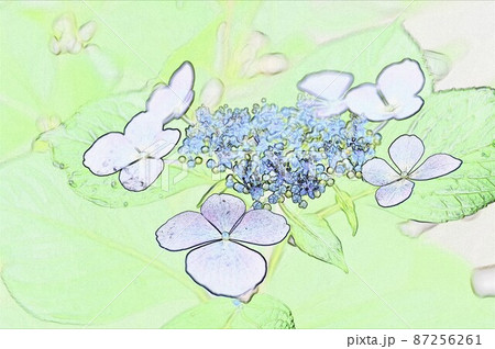 CG画像ガクアジサイ12 87256261