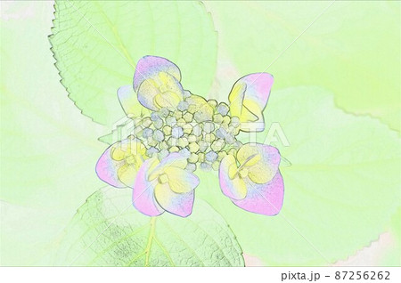 CG画像ガクアジサイ13 CG画像ガクアジサイ13 87256262
