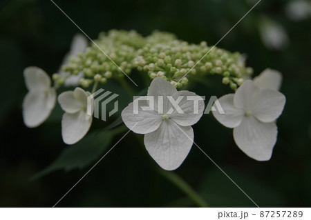 がくガクアジサイ3 87257289