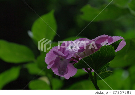 がくガクアジサイ6 87257295