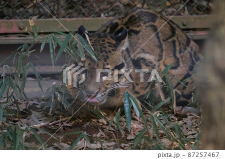 ウンピョウ 87257467