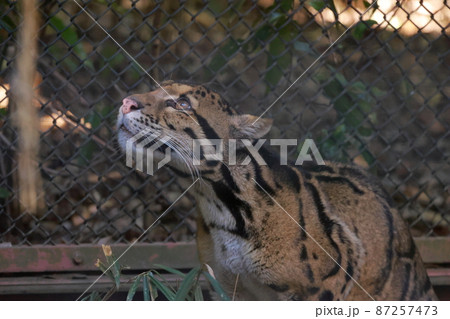 ウンピョウ 87257473