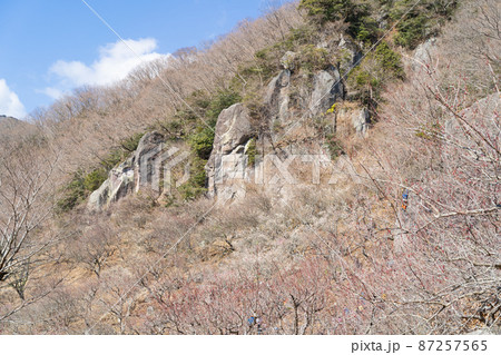 幕山公園の湯河原梅林 87257565