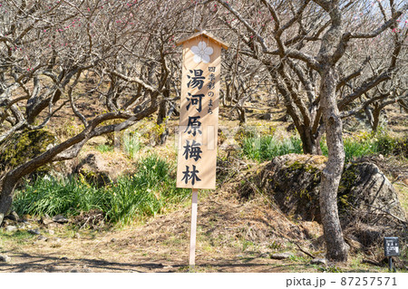 幕山公園の湯河原梅林 87257571