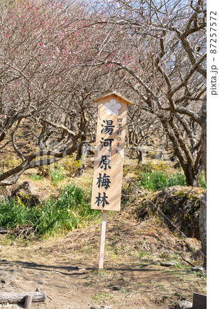 幕山公園の湯河原梅林 87257572