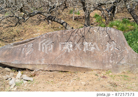 幕山公園の湯河原梅林 87257573