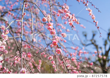 しだれ梅（幕山公園） 87257578