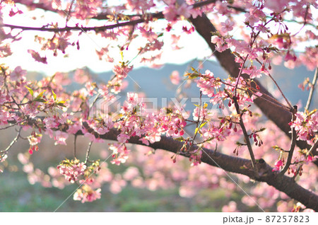 カワヅザクラの花 87257823