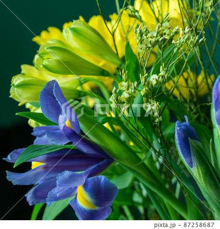Bouquet of yellow alstroemeria and blue irises Bouquet of yellow alstroemeria and blue irises 87258687