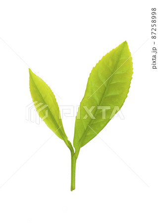 茶葉 87258998