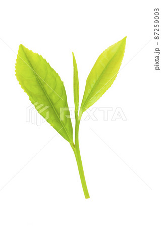 茶葉 茶葉 87259003