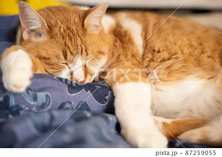 ベッドの上で気持ちよさそうに眠っているトラ猫 87259055