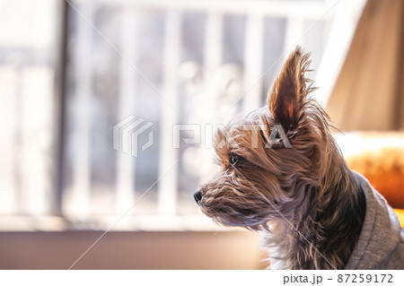 窓の外を見つめるヨークシャテリア 87259172