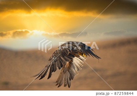 ドバイの砂漠を飛ぶタカ 87259844