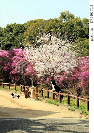 広田山公園のコバノミツバツツジと犬 87260713