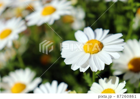 花期が長く育てやすい、白い花を咲かせる一年草【ノースポール】 花期が長く育てやすい、白い花を咲かせる一年草【ノースポール】 87260861