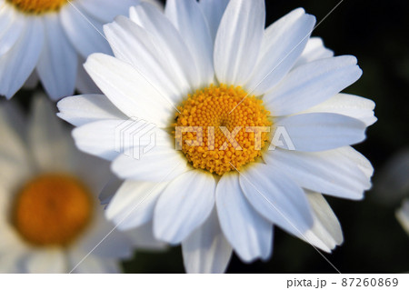 花期が長く育てやすい、白い花を咲かせる一年草【ノースポール】 87260869