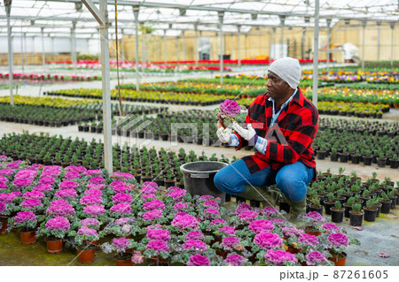 Portrait of african american man gardener holding pot with Brassicaceae flowers 87261605