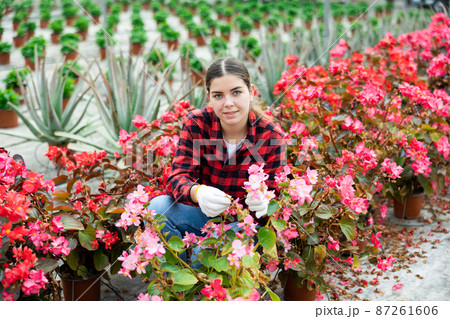 Woman caring for potted begonia flowers in greenhouse 87261606
