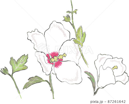 夏の白い花 むくげ 単体 夏の白い花 むくげ 単体 87261642