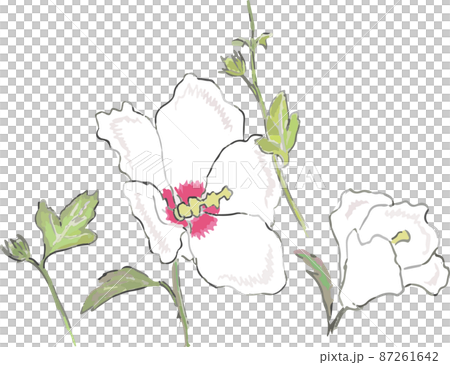夏の白い花 むくげ 単体 夏の白い花 むくげ 単体 87261642
