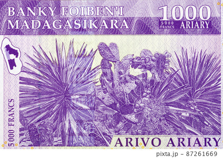 Cactus Sisal from old Malagasy money Cactus Sisal from old Malagasy money 87261669