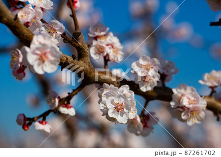 Close-up of blossoming of apricots in the fields and meadows Close-up of blossoming of apricots in the fields and meadows 87261702