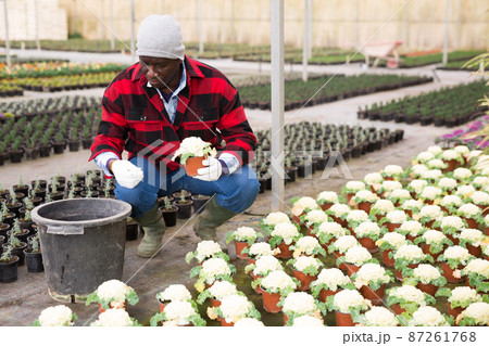 African american man farmer is engaged in growing ornamental cabbage African american man farmer is engaged in growing ornamental cabbage 87261768